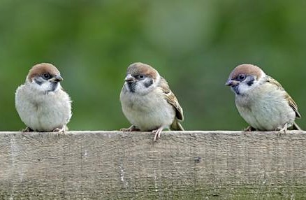sparrows