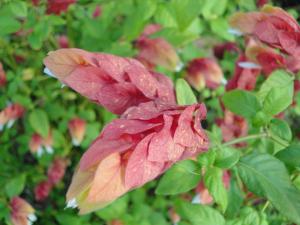 217824_2869115427585_683525260_n