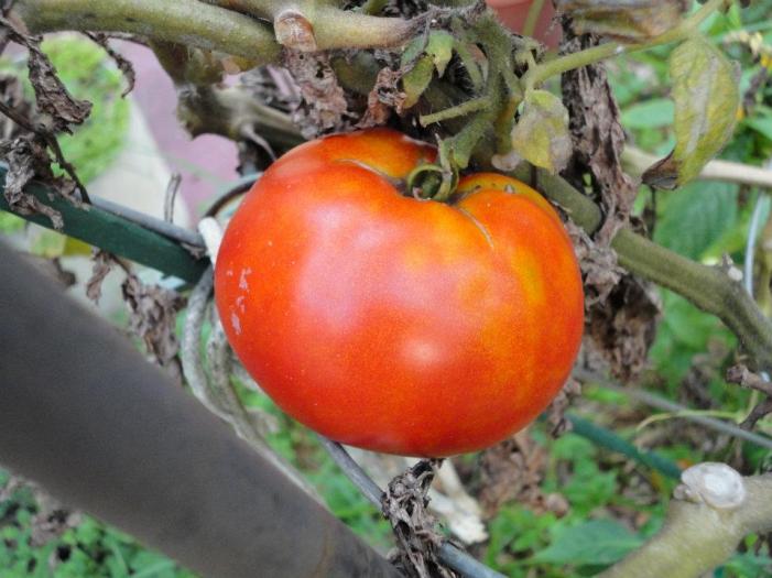 546164_2869063826295_335691742_n