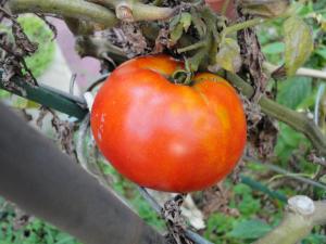 546164_2869063826295_335691742_n